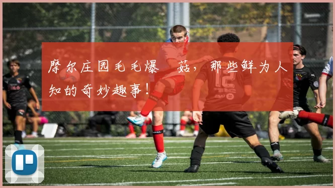 摩尔庄园毛毛爆囧菇，那些鲜为人知的奇妙趣事！